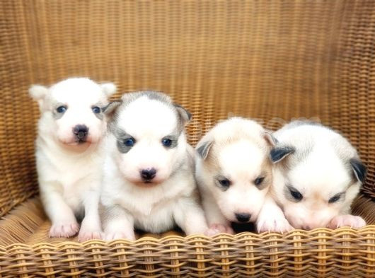 Husky Sibirya Kurdu Yavru görsel