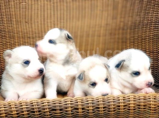 Husky Sibirya Kurdu Yavru görsel
