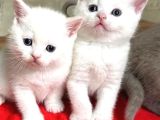 British shorthair bebeklerim