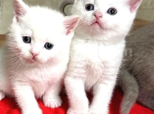 British Shorthair Bebeklerim
