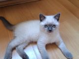 British Shorthair Bebeklerim