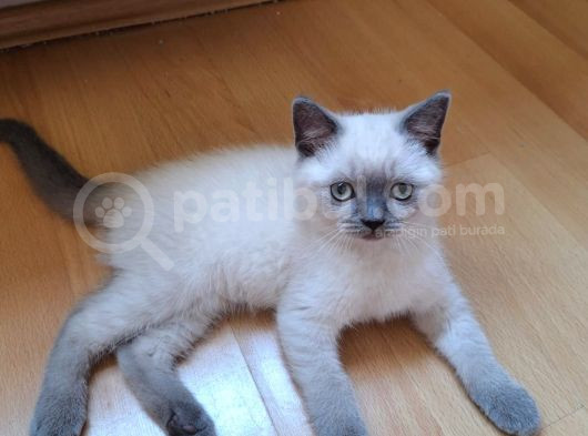 British Shorthair Bebeklerim görsel