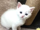 British Shorthair Bebeklerim