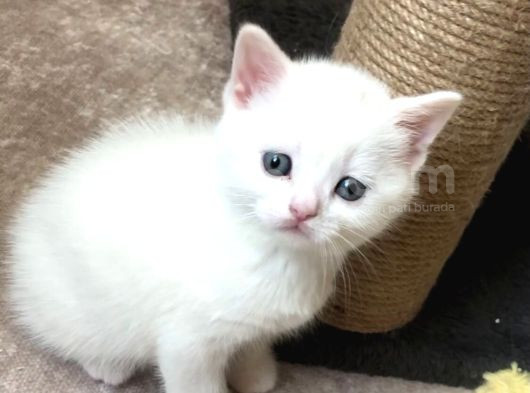 British Shorthair Bebeklerim görsel