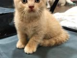 British Shorthair Bebeklerim