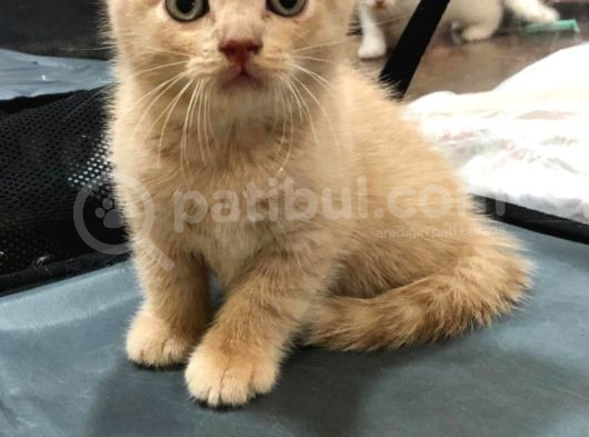 British Shorthair Bebeklerim görsel