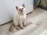 Saf Kan Orjinal Yavrular