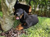 Doberman Yavruları