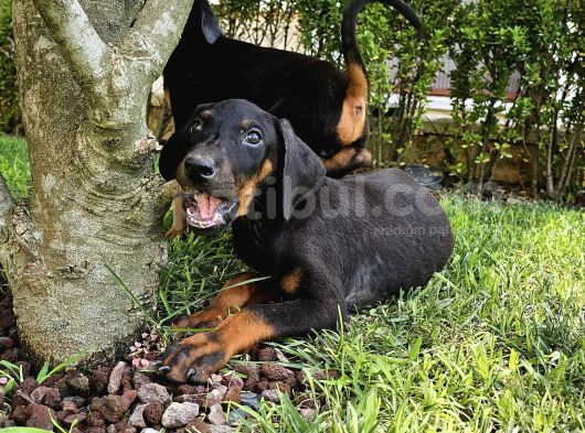 Doberman Yavruları görsel