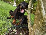 Doberman yavruları