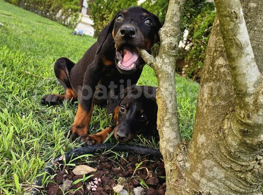 Doberman Yavruları