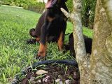 Doberman Yavruları