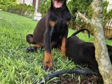 Doberman Yavruları