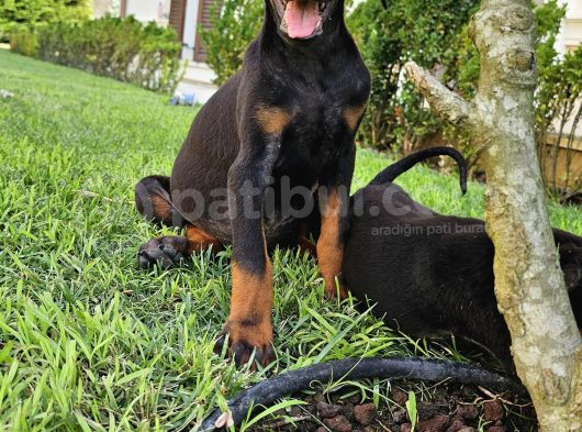 Doberman Yavruları görsel
