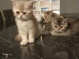 Kedi sahiplendirme