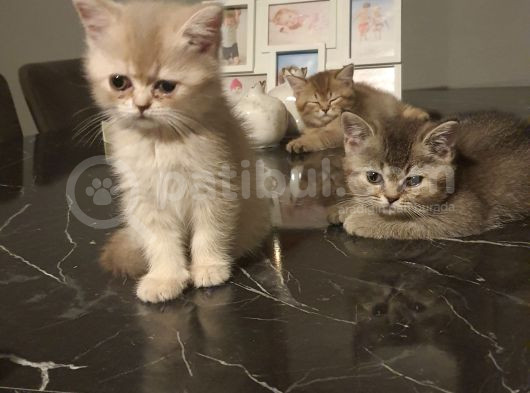 Kedi Sahiplendirme