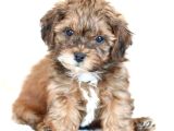 Kahve tonlu mini boy puppy sevimli yavrular MALTİPO CİNSİ 