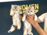 BRITISH SHORTHAIR YAVRULARI MAĞAZAMIZDA CANLI GÖRÜN ANKARA