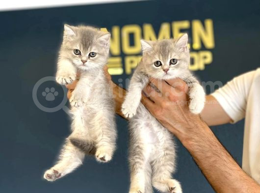 British Shorthair Yavrulari Mağazamizda Canli Görün Ankara