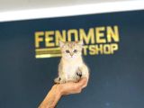 British Shorthair Yavrulari Mağazamizda Canli Görün Ankara