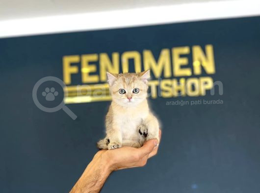 British Shorthair Yavrulari Mağazamizda Canli Görün Ankara görsel