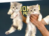 British Shorthair Yavrulari Mağazamizda Canli Görün Ankara