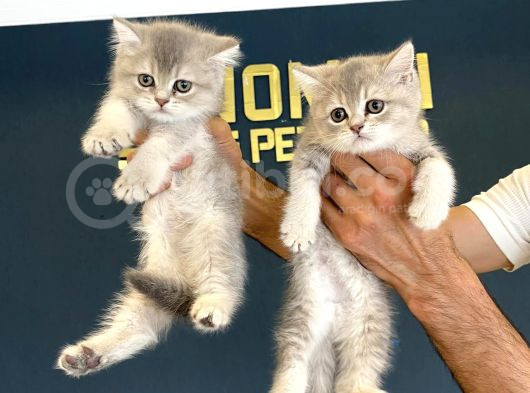 British Shorthair Yavrulari Mağazamizda Canli Görün Ankara görsel