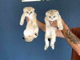 RENK RENK SCOTTISH FOLD YAVRULARIMIZI MAGAZADA CANLI GÖRÜN