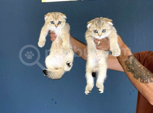 Renk Renk Scottish Fold Yavrularimizi Magazada Canli Görün