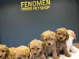 Toy Poodle Yavrularimizi Mağazamizda Canli Görün Ankara