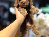 Toy Poodle