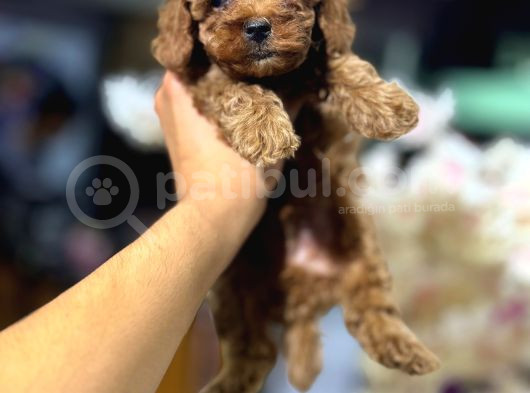 Toy Poodle görsel