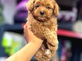 Toy poodle
