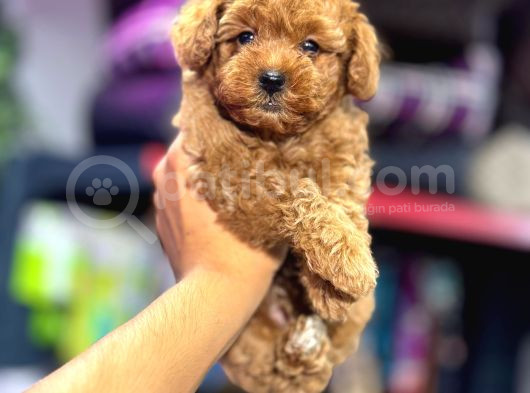 Toy Poodle