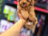 Toy Poodle