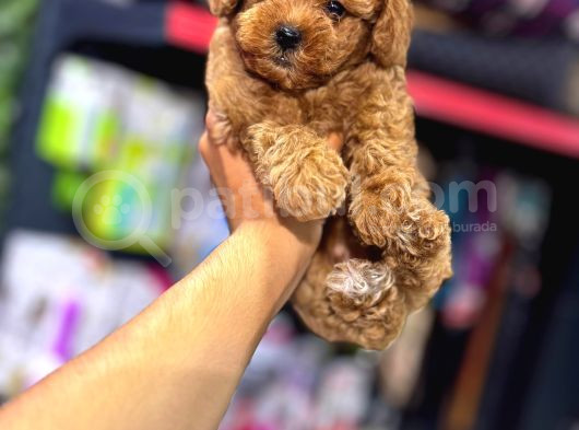 Toy Poodle görsel