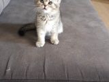 Kedi Sahiplendirme