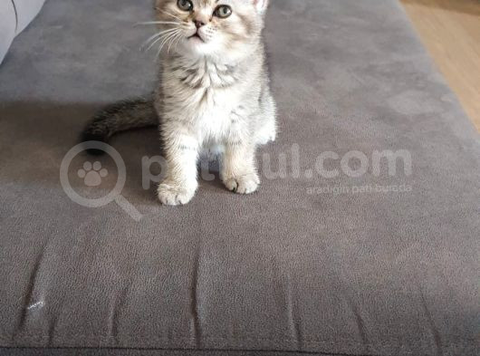 Kedi Sahiplendirme görsel