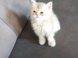 Kedi Sahiplendirme