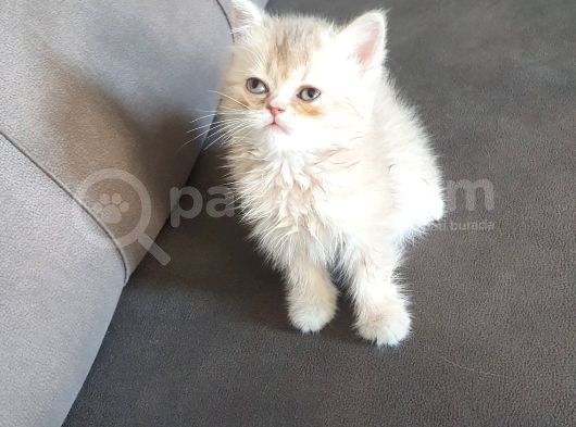 Kedi Sahiplendirme görsel
