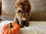 Ev Ortamından Red Toy Poodle Yavrular