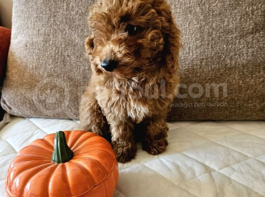 Ev Ortamından Red Toy Poodle Yavrular