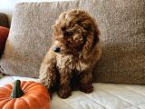 Ev Ortamından Red Toy Poodle Yavrular