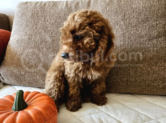 Ev Ortamından Red Toy Poodle Yavrular görsel