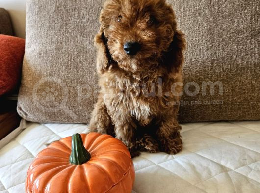 Ev Ortamından Red Toy Poodle Yavrular görsel