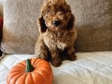 Ev Ortamından Red Toy Poodle Yavrular