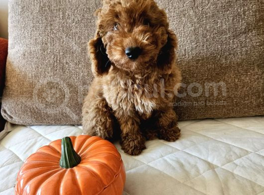 Ev Ortamından Red Toy Poodle Yavrular görsel