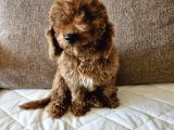 Ev Ortamından Red Toy Poodle Yavrular