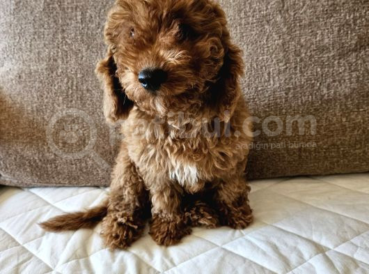 Ev Ortamından Red Toy Poodle Yavrular görsel