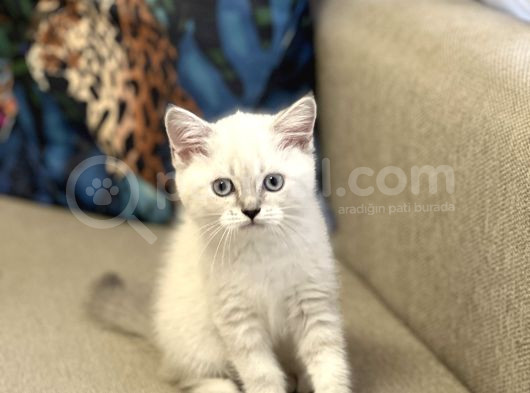 Hari̇ka Güzelli̇kte Bri̇ti̇sh Shorthai̇r Si̇lver Poi̇nt görsel